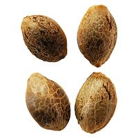 Weathered Islands Craft Cannabis - Lemon Sunshine Autoflower Feminized Seeds