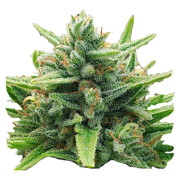 Weathered Islands Craft Cannabis - Lemon Sunshine Autoflower Feminized Seeds