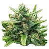 Weathered Islands Craft Cannabis - Lemon Sunshine Autoflower Feminized Seeds thumbnail 3