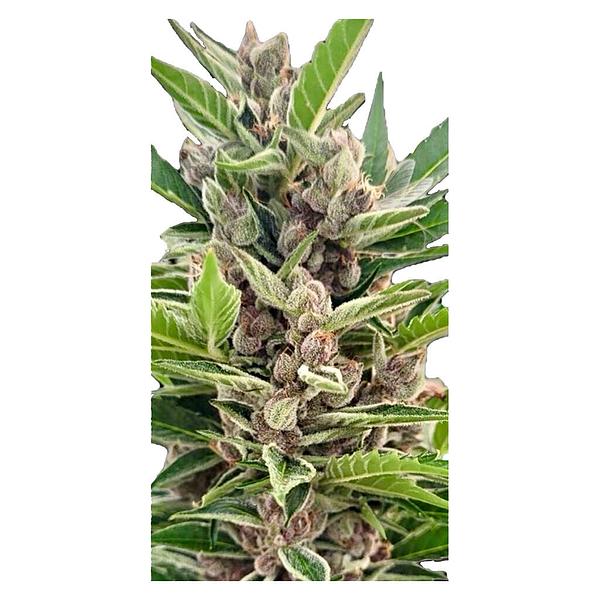 Automatic Ganja - Auto Gorilla Grape Femilized Seeds