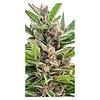 Automatic Ganja - Auto Gorilla Grape Femilized Seeds thumbnail 3