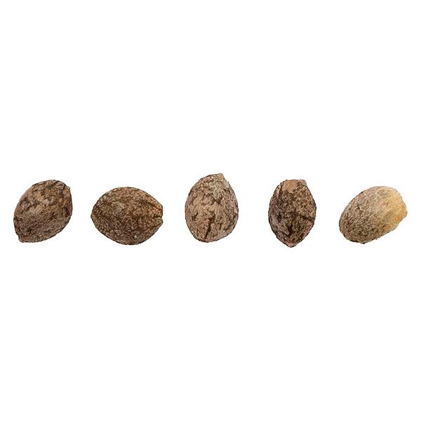 HCBD ORGANICS - CBD Therapy Starter Seeds (Regular)