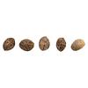HCBD ORGANICS - CBD Therapy Starter Seeds (Regular) thumbnail 1