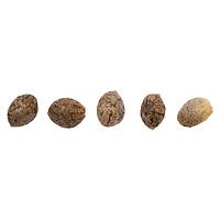 HCBD ORGANICS - CBD Therapy Starter Seeds (Regular)