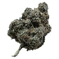 Your Dealer - Not The GovernMINT