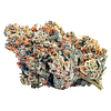 BLK MKT - Yuck Mouth thumbnail 1