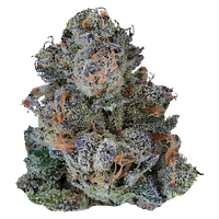 VOLO - Platinum Lemon Cherry Gelato