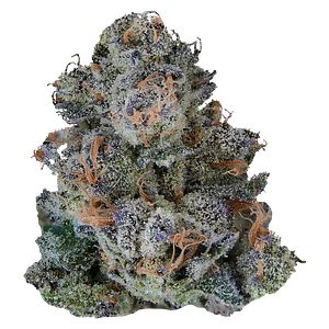 VOLO - Platinum Lemon Cherry Gelato