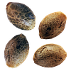 Weathered Islands Craft Cannabis - BC West Coast Feminized Seed Multi Pack thumbnail 4