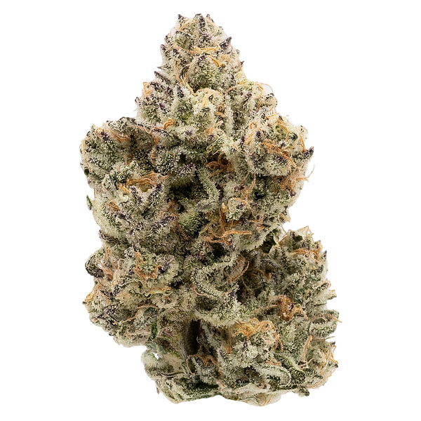 Northern Canna - The Collective Oz