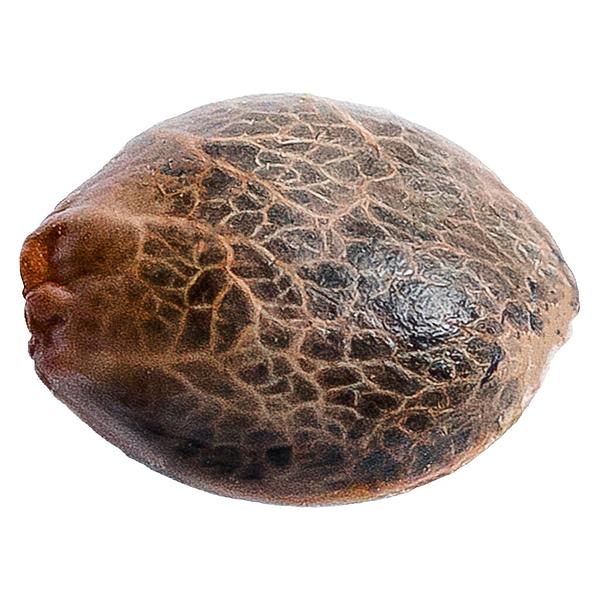 34 Street Seed Co. - Grandaddy Purps Seeds image 1