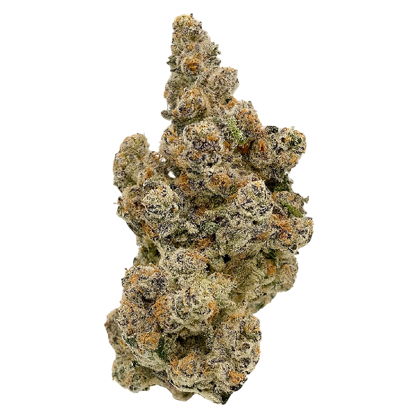 Hot Air Balloon - Lalaland Dried Flower