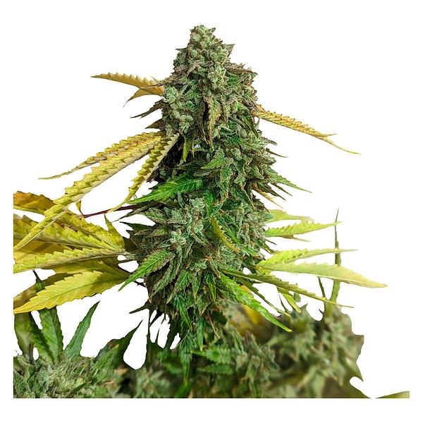 34 Street Seed Co. - Og Kush seeds image 3
