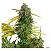 34 Street Seed Co. - Og Kush seeds thumbnail 3