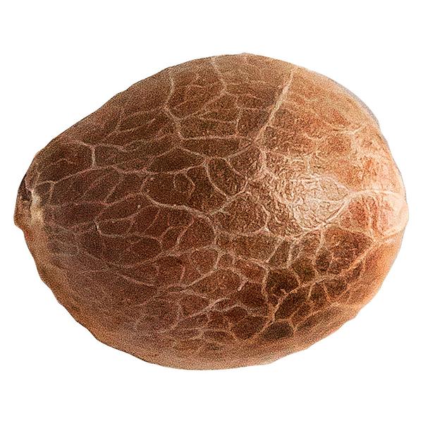 34 Street Seed Co. - Jack Herer Seeds image 1