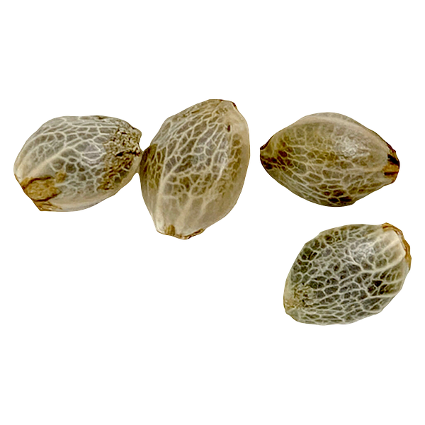 Weathered Islands Craft Cannabis - Sugar Diesel Feminized Autoflower Seeds