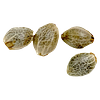 Weathered Islands Craft Cannabis - Sugar Diesel Feminized Autoflower Seeds thumbnail 4