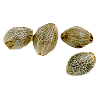 Weathered Islands Craft Cannabis - Sugar Diesel Feminized Autoflower Seeds