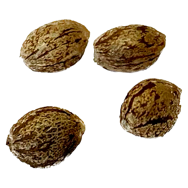Clone Collector Seed Bank - Modified Kush Mints - Feminized Seeds