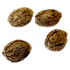 Clone Collector Seed Bank - Modified Kush Mints - Feminized Seeds thumbnail 2