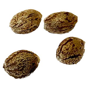 Clone Collector Seed Bank - Modified Kush Mints - Feminized Seeds