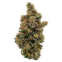 North of 28 - Kush Mintz