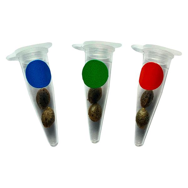 Green Rose Seeds - Crashed Out Cookies Multipack image 1