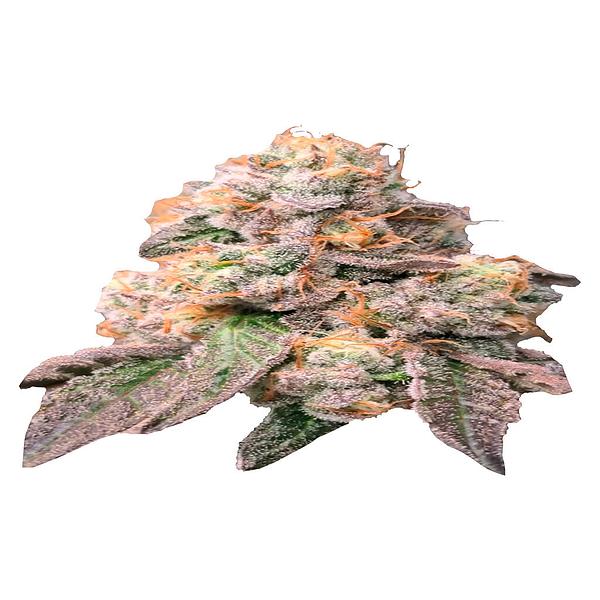 Trichome Hills Corp x Speedwagon Industries - Chronic Tonic x Zombie Kush