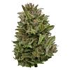 Deelish - Pretty Chill Indica thumbnail 1