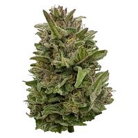 Deelish - Pretty Chill Indica