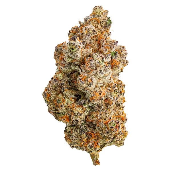 Northern Canna - Frost Monster