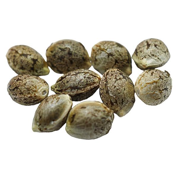 Voodoo Shack Seed Company - Ruby Tuesday Regular Seeds