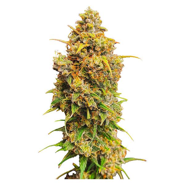 Voodoo Shack Seed Company - Crown Jewelz Regular Seeds