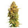 Voodoo Shack Seed Company - Crown Jewelz Regular Seeds thumbnail 3