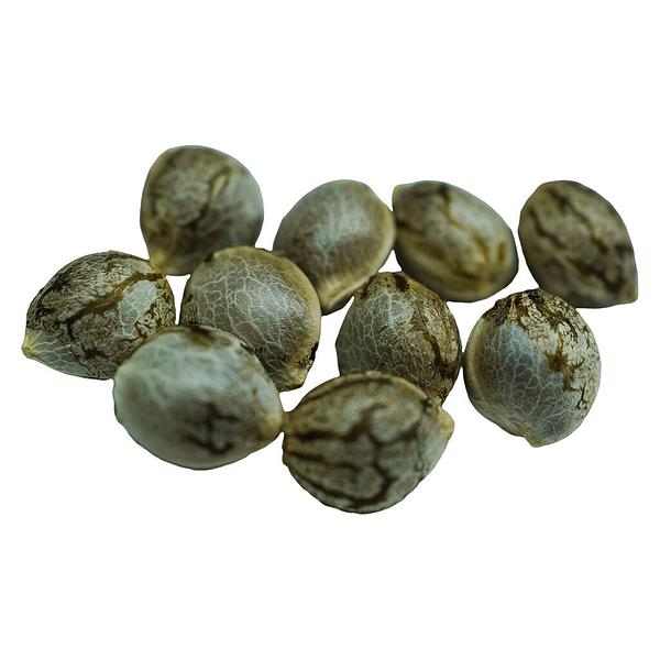 Voodoo Shack Seed Company - Crown Jewelz Regular Seeds