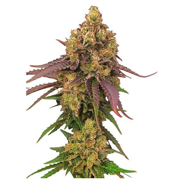Voodoo Shack Seed Company - Diamond Scout Regular Seeds