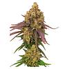 Voodoo Shack Seed Company - Diamond Scout Regular Seeds thumbnail 3