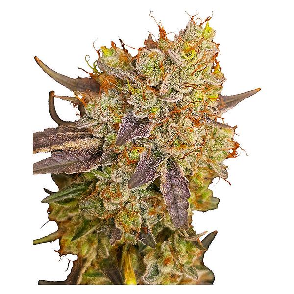 Voodoo Shack Seed Company - Ruby Tuesday Regular Seeds