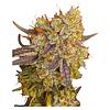 Voodoo Shack Seed Company - Ruby Tuesday Regular Seeds thumbnail 3