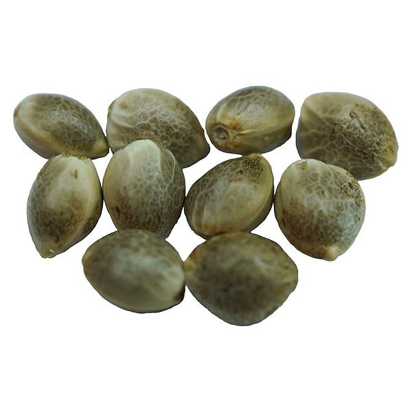 Voodoo Shack Seed Company - Diamond Scout Regular Seeds