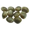 Voodoo Shack Seed Company - Diamond Scout Regular Seeds thumbnail 1