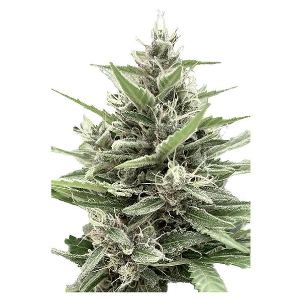 Clone Collector Seed Bank - Modified Animal Cookies - Feminized Seeds