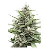 Clone Collector Seed Bank - Modified Animal Cookies - Feminized Seeds thumbnail 2