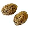 Clone Collector Seed Bank - Modified Animal Cookies - Feminized Seeds thumbnail 1