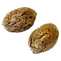 Clone Collector Seed Bank - Modified Animal Cookies - Feminized Seeds