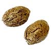 Clone Collector Seed Bank - Tangerine Truffle Breath - Feminized Seeds thumbnail 1