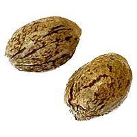 Clone Collector Seed Bank - Tangerine Truffle Breath - Feminized Seeds