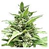 Clone Collector Seed Bank - Tangerine Truffle Breath - Feminized Seeds thumbnail 2
