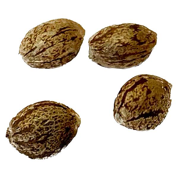 Clone Collector Seed Bank - Apple Truffle Breath - Feminized Seeds