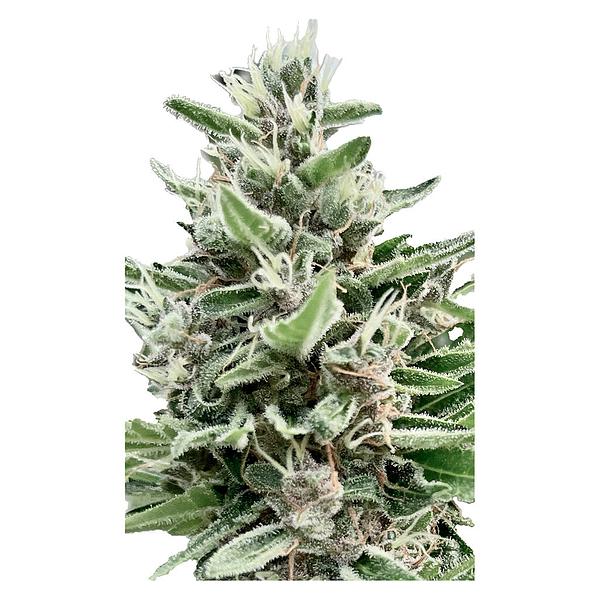 Clone Collector Seed Bank - Apple Truffle Breath - Feminized Seeds